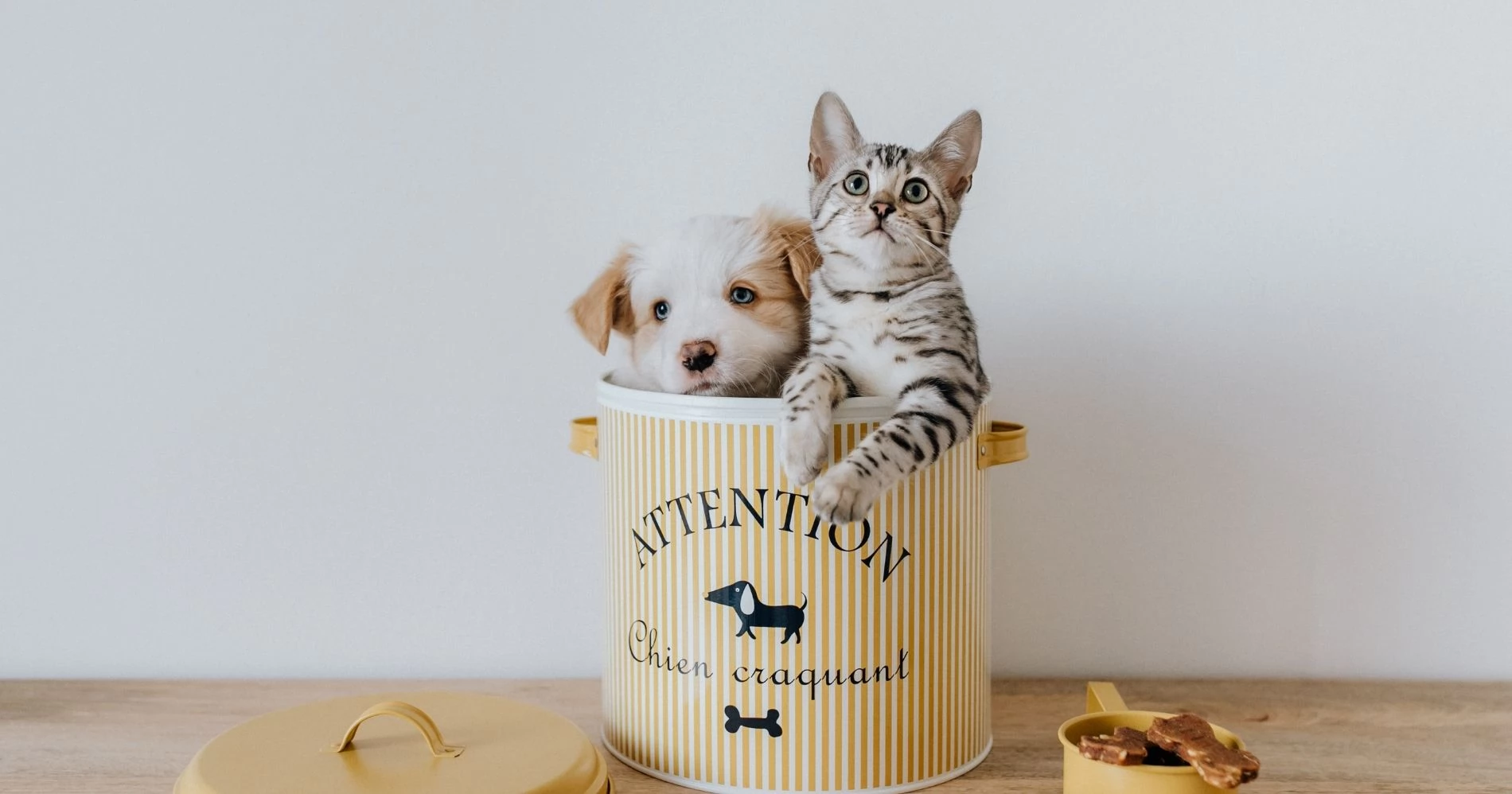 Peluang Bisnis di Bidang Perawatan Hewan